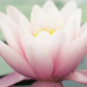 Meet your Posher, Norma